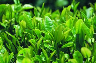 RW发酵的大白菜彩金论坛
对茶叶莳植的益处