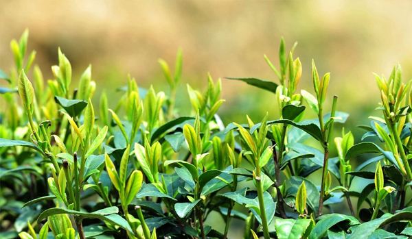 RW发酵的大白菜彩金论坛
对茶叶莳植的益处
