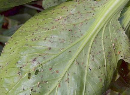 无公害9法巧防蔬菜蚜虫 生物菌剂覆灭蚜虫！
