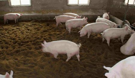 猪粪必须要发酵腐熟才能够用吗？