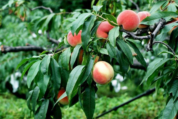 桃树膨大期追甚么肥料好？