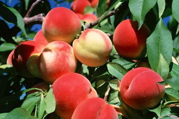桃树膨大期追甚么肥料好？