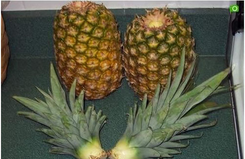 盆栽菠萝用甚么肥料?盆栽菠萝莳植体例