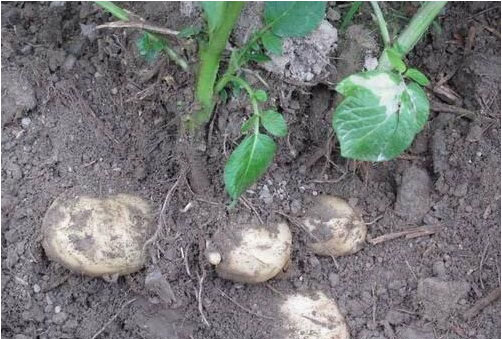 土豆膨大期若何施肥