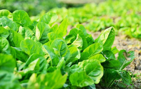 大白菜彩金论坛
是甚么肥料，与化肥有甚么区分？