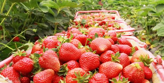 草莓莳植施用甚么肥料好，若何施肥？