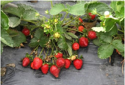 草莓莳植施用甚么肥料好，若何施肥？