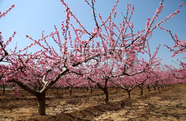桃树施甚么肥料好，施肥时辰与长处有哪些？