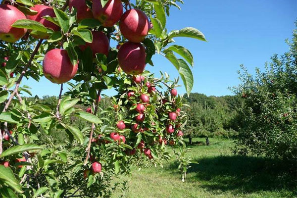 种苹果树用甚么肥料更好?若何施肥？