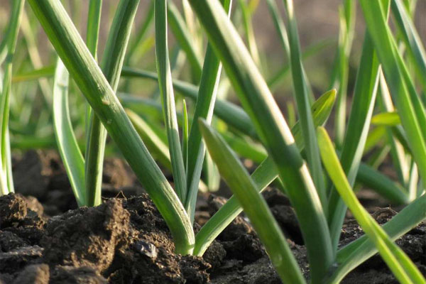 大蒜春季追肥用甚么肥料好？若何施肥？