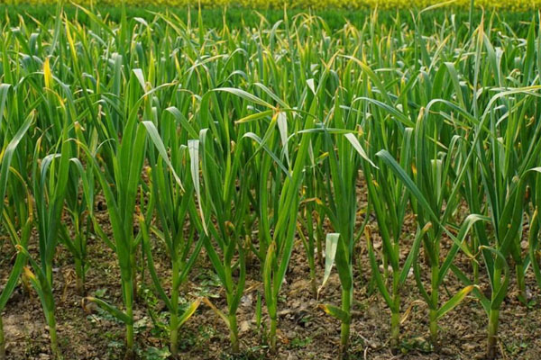 大蒜春季追肥用甚么肥料好？若何施肥？