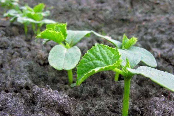 大白菜彩金论坛
对黄瓜成长的增进感化