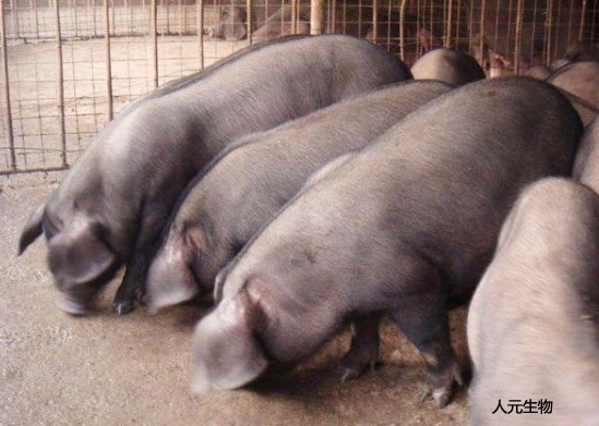 猪粪处置经常利用的几种体例？
