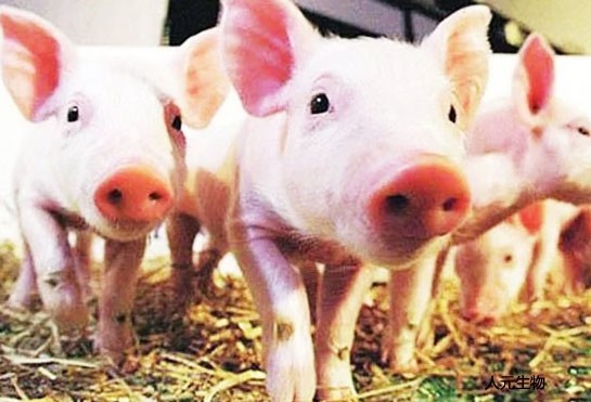 养猪场粪肥粪污操纵的体例都有哪些？