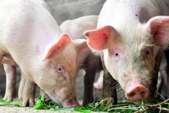 固体粪肥操纵体例合用于哪些养猪场？