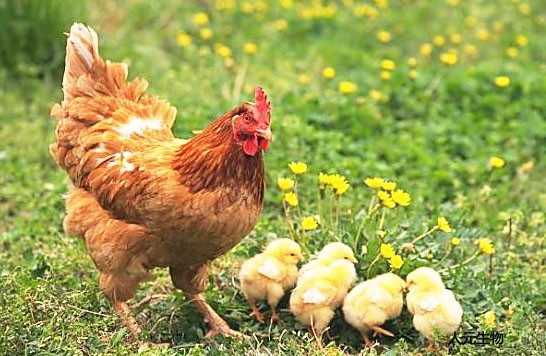 鸡粪发酵制作大白菜彩金论坛
和饲料的体例
