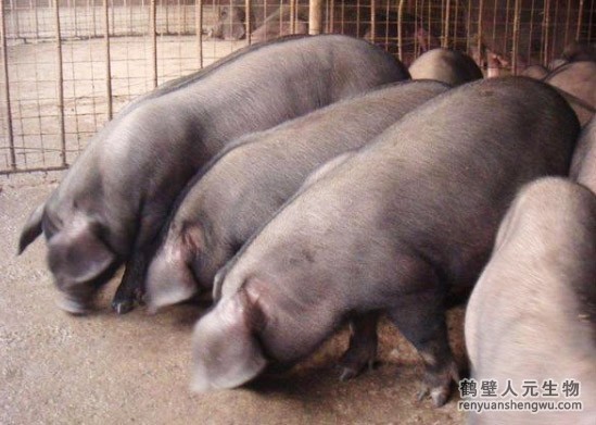 猪粪是若何发酵成002全讯白菜网
的？