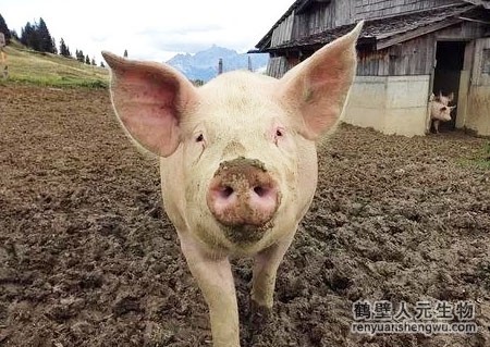 若何发酵猪粪制备猪粪大白菜彩金论坛
