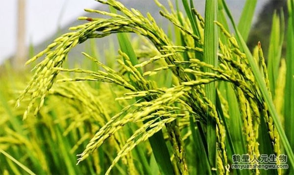 水稻高产施肥根基准绳及注重事变