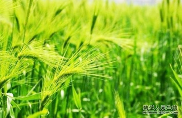 春季小麦莳植技能