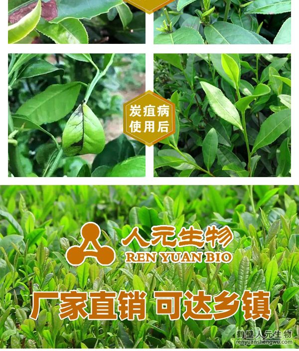 多氨豆粕菌肥系列茶叶公用肥操纵结果图3