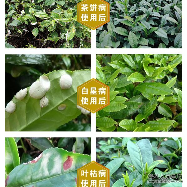 多氨豆粕菌肥系列茶叶公用肥操纵结果图2