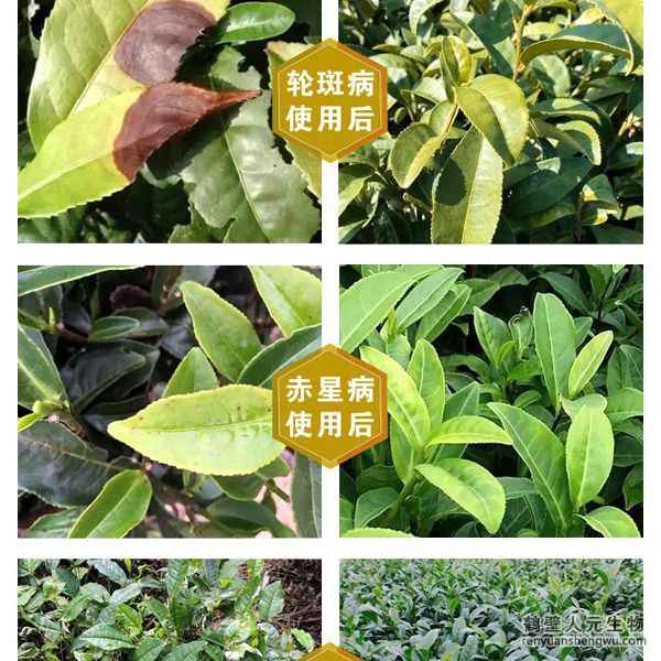 多氨豆粕菌肥系列茶叶公用肥操纵结果图1