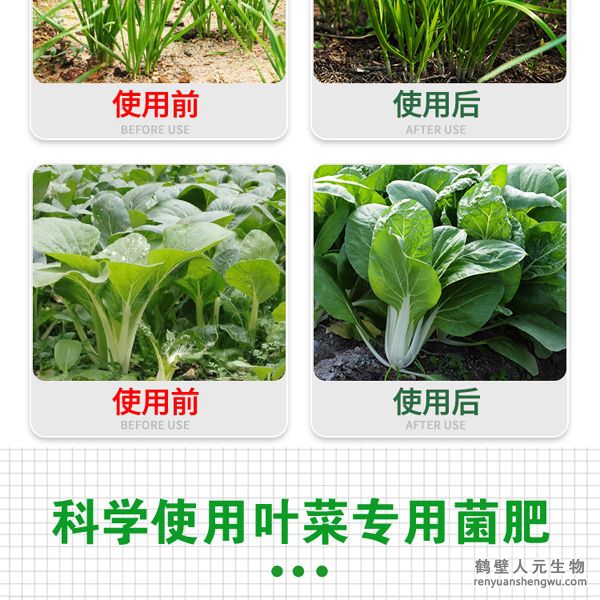 多氨豆粕菌肥系列叶菜类公用肥操纵结果图2