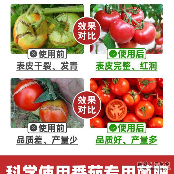 多氨豆粕菌肥系列西红柿公用肥操纵结果图2